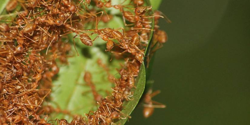 Stray Insects Fall Pest Control Guide: Keep Bugs and Rodents Out This Season