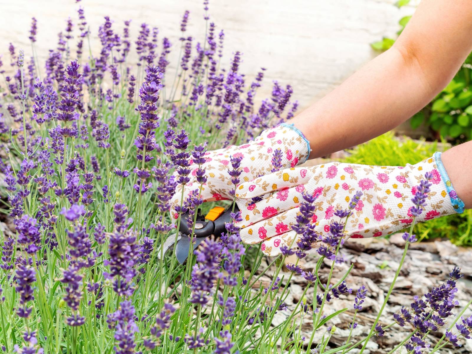 Why Lavender Is the Best Easy Plant to Grow in Your Backyard