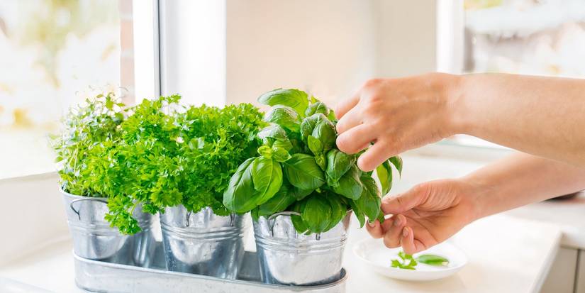Garden Vegetables You Can Grow Indoors For Fresh Flavor All Year