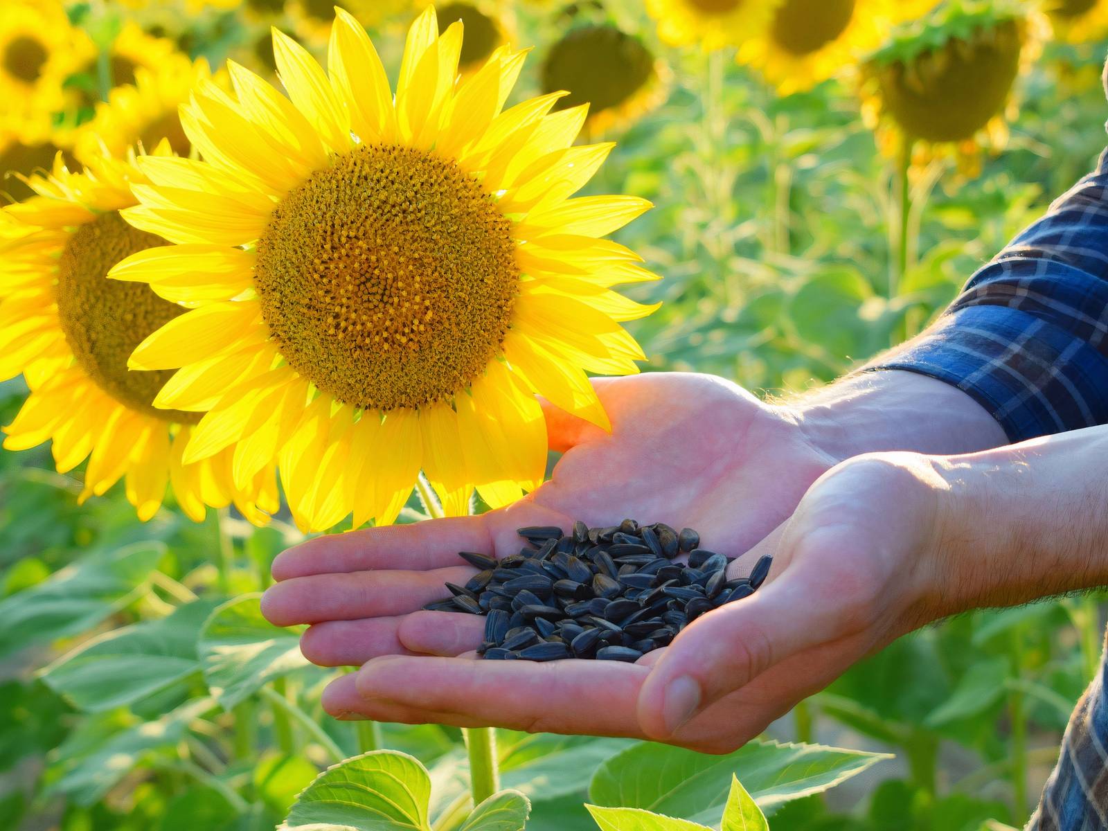 How to Grow, Harvest, and Enjoy Sunflower Seeds from Your Garden