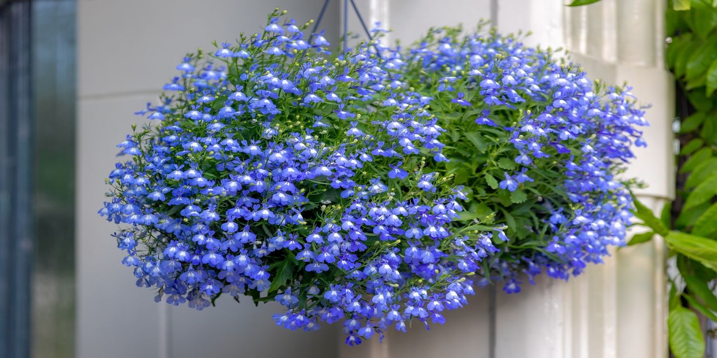 Reasons Lobelia Will Instantly Elevate Your Landscaping