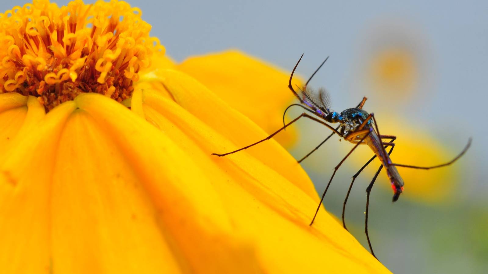 Plants That Attract Mosquitoes and What to Grow Instead