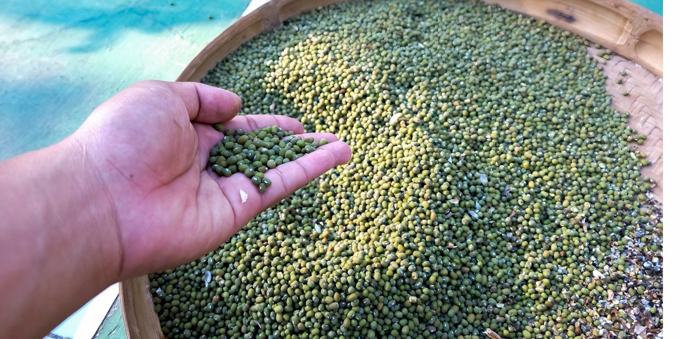 5 Reasons to Start Growing Nutritious Mung Beans in Your Garden