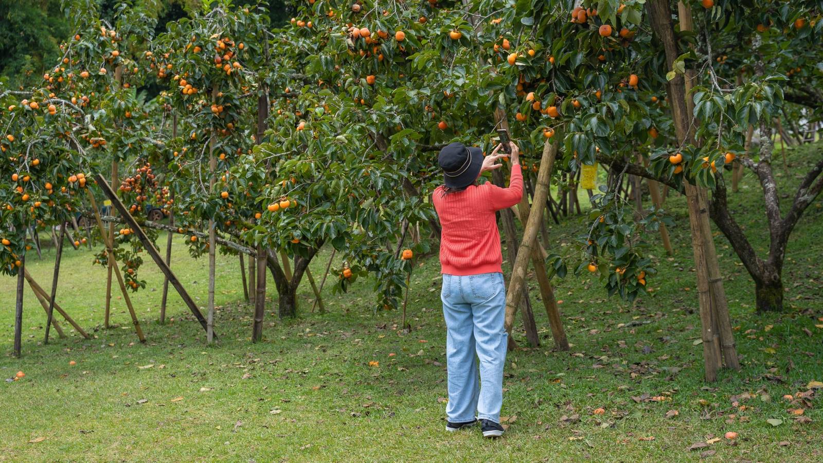 Transform Your Yard: Best Trees to Plant This September