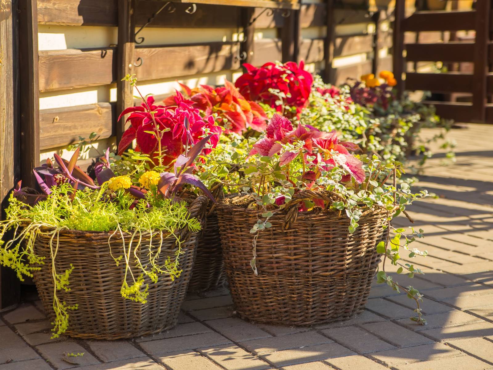 6 Fun Potted Plant Ideas for Your Container Garden