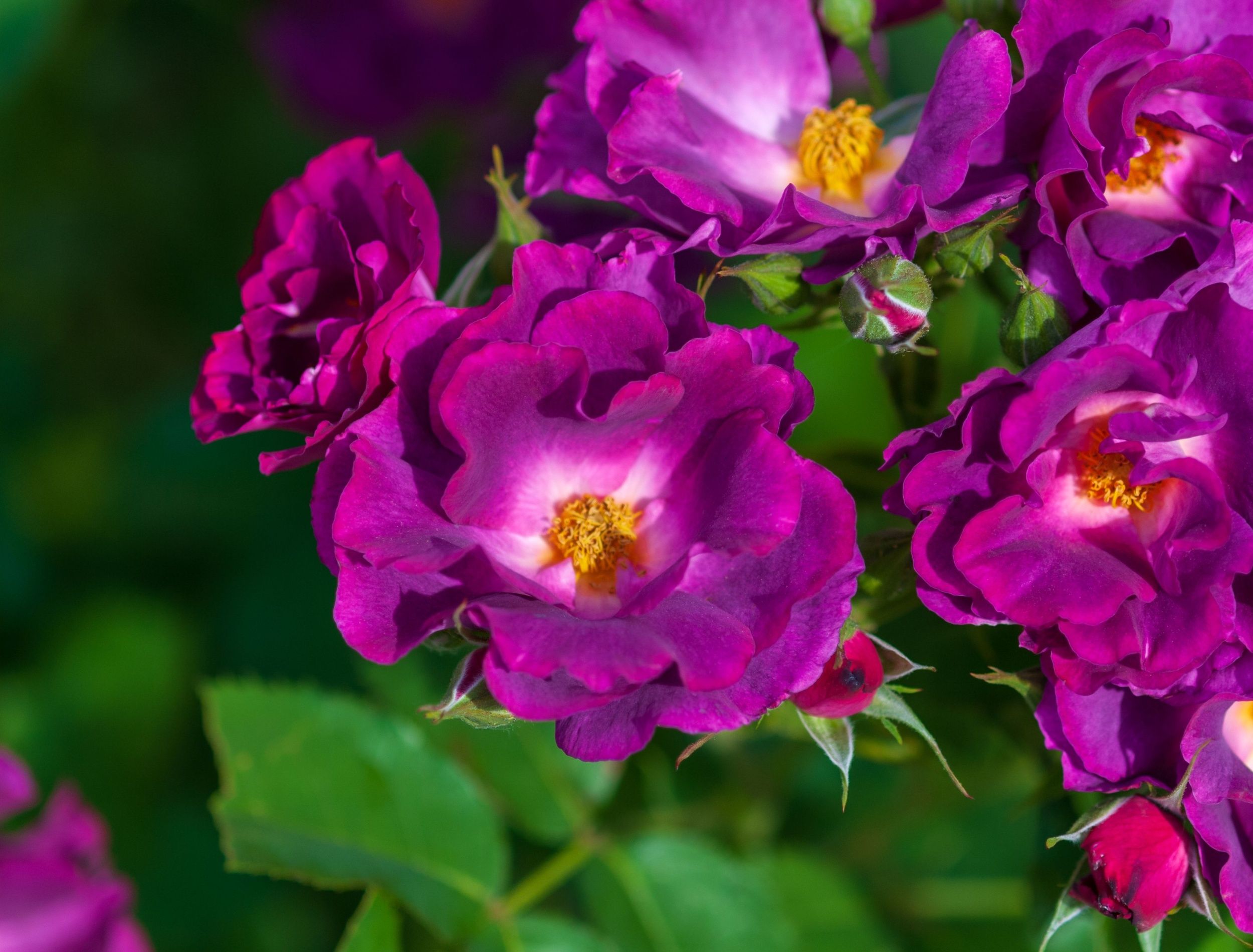 Grow Purple Roses to Bring Regal Beauty to Your Garden