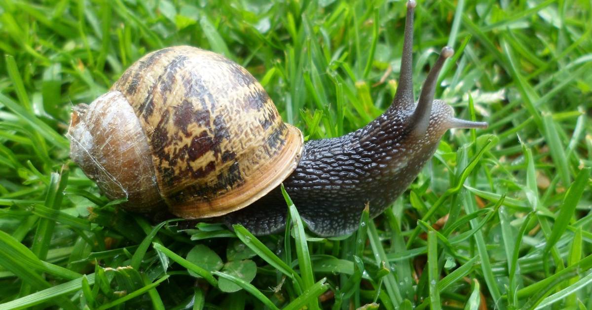 Why You Should Welcome a Garden Snail Into Your Backyard