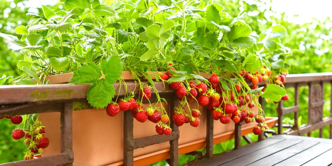 What to Grow in a Winter Greenhouse For Steady Harvests
