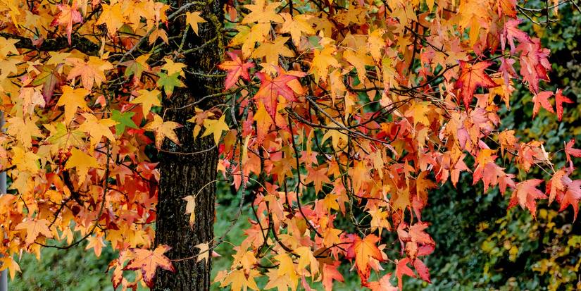8 Stunning Trees That Shine in September: The Ultimate Fall Landscape
