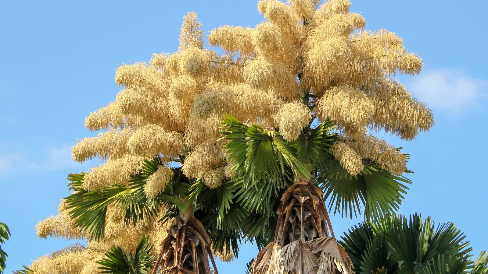 Why the Talipot Palm’s Bloom Is Nature’s Most Stunning Event