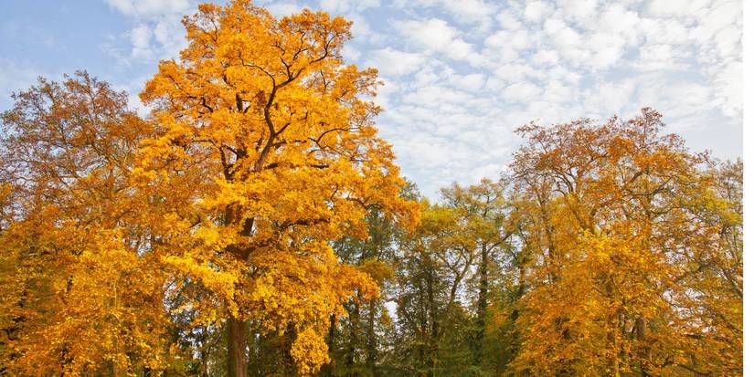 8 Stunning Trees That Shine in September: The Ultimate Fall Landscape