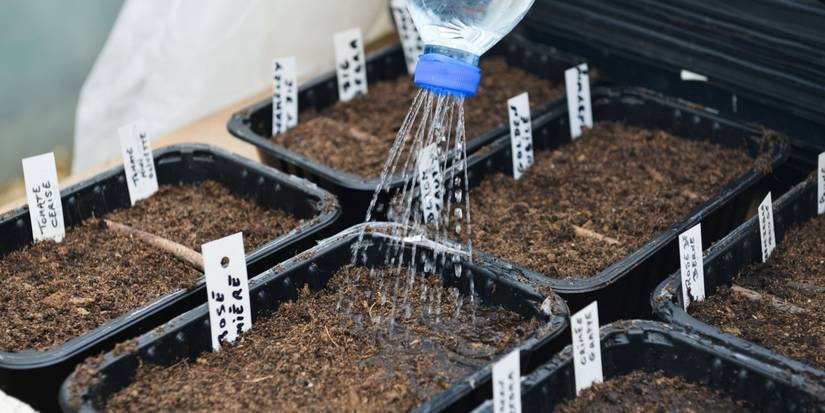 Are Seeds Cheaper Than Plants? Gardening Cost Breakdown
