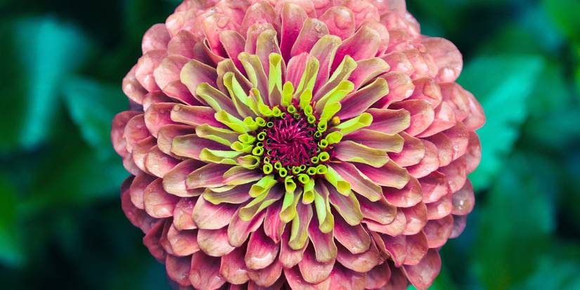 5 Vibrant Flowers Showcased at Rocky Mountain Flower Fest