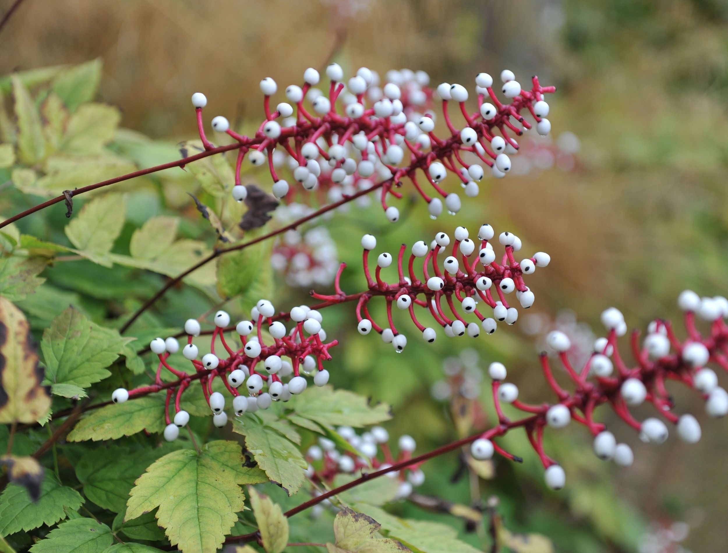 5 Strange Flowers That Might Haunt Your Garden Dreams