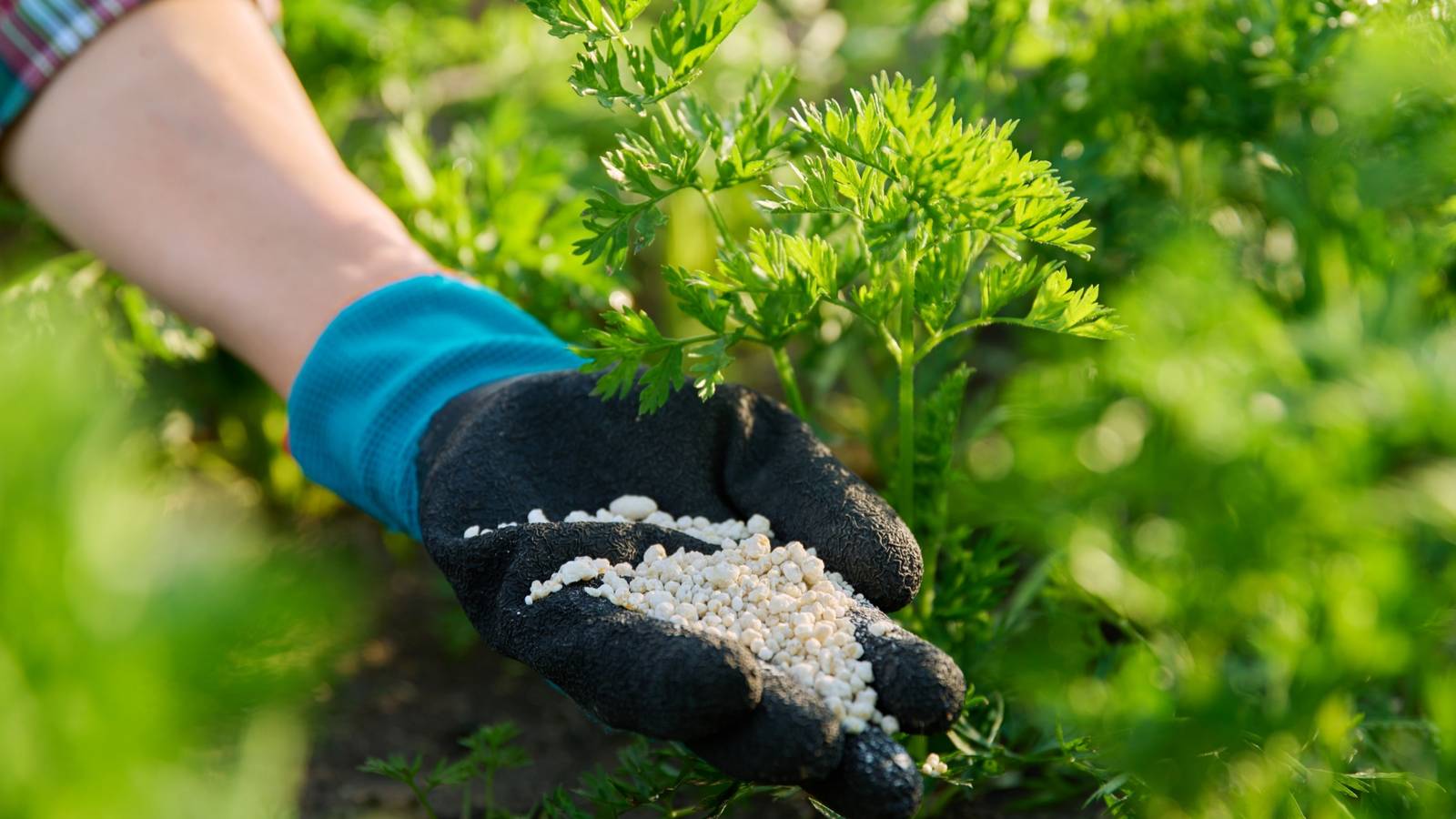 Adding Fertilizer Nitrogen in Soil: Importance, Deficiency Signs and Natural Sources