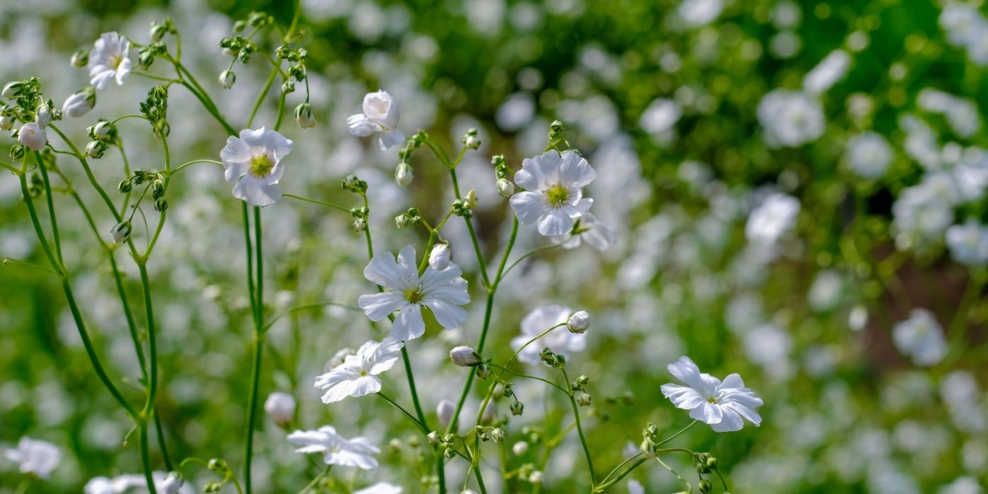 A Gardener's Guide to Babys Breath
