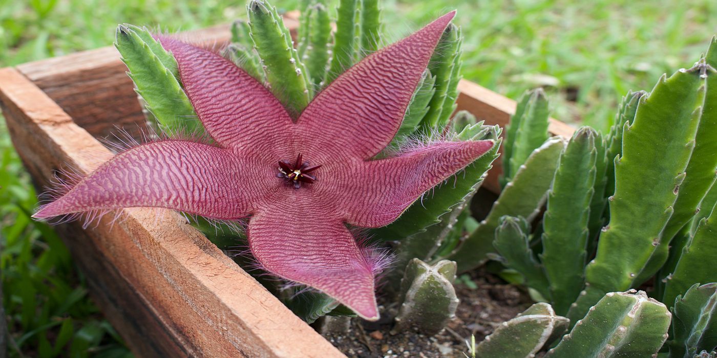 Nature’s Stinkiest: Five Plants With Unbearable Smell