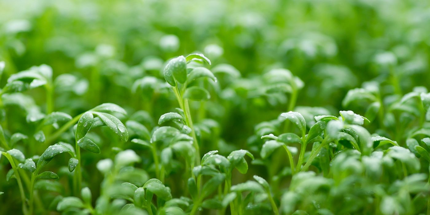 Which Seeds Sprout and Grow the Quickest?