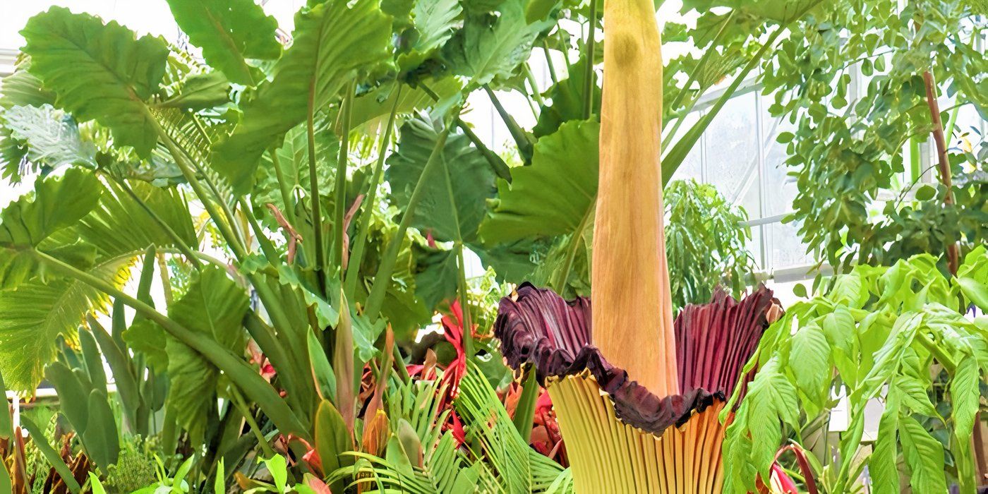 5 Strange Flowers That Might Haunt Your Garden Dreams