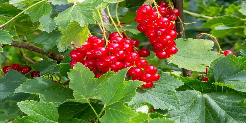 An image of healthy currants