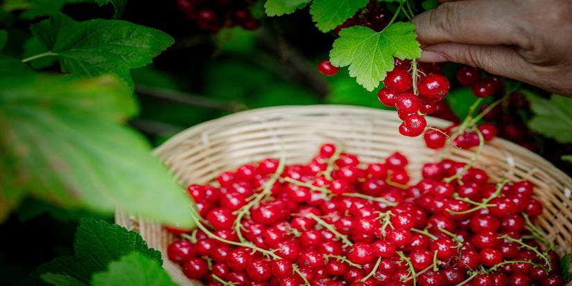 An image of a person harvesting currants