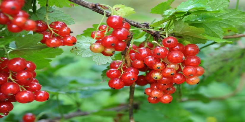 An image of ripe currants
