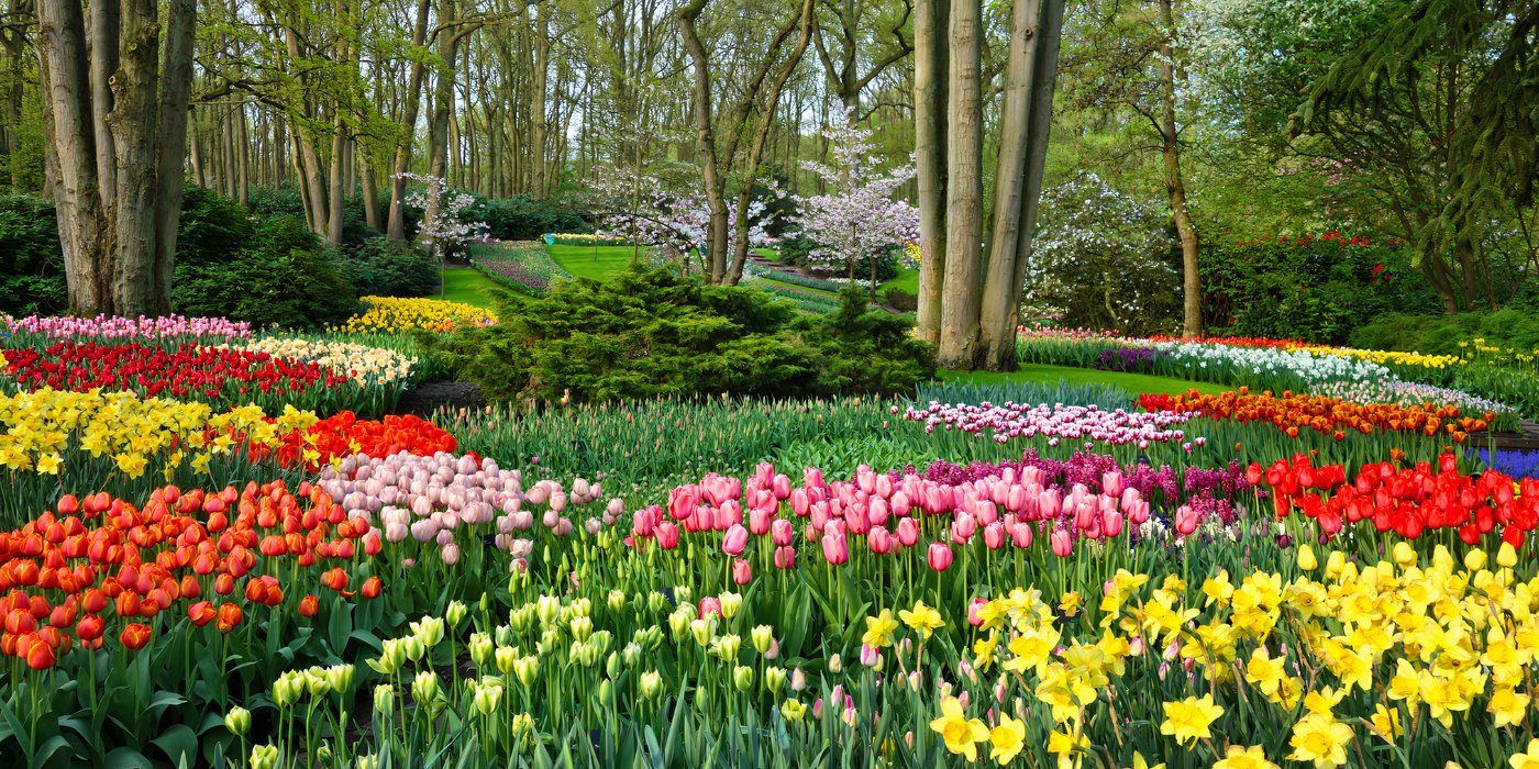 Designing a Timeless Dutch Garden: Tips and Inspiration