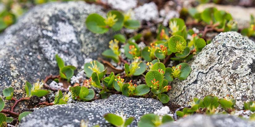 Smallest Tree Ever Dwarf Willow: The World's Smallest Tree and Its Remarkable Adaptations