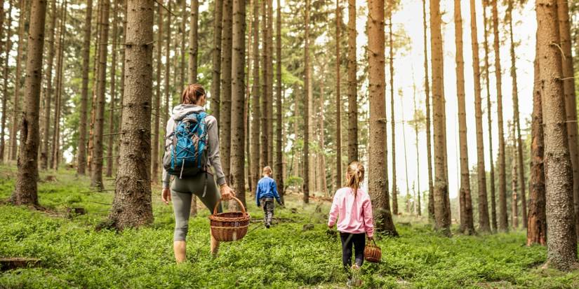 How to Go on a Foraging Walk in Your City and Find Fresh Food