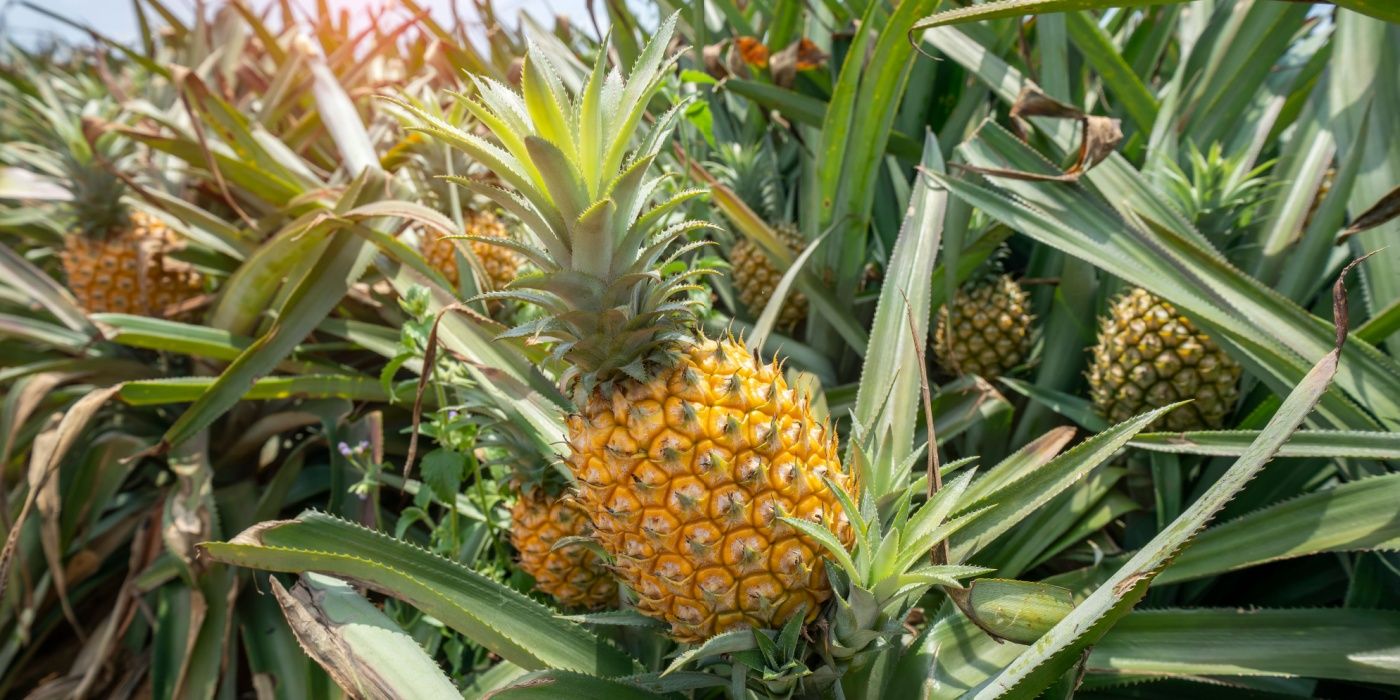 Why the Pineapple Plant's One-Time Fruit Makes It a Tropical Wonder