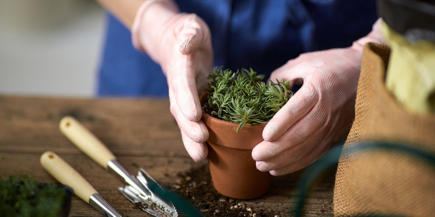 Dwarf Willow: The World's Smallest Tree and Its Remarkable Adaptations
