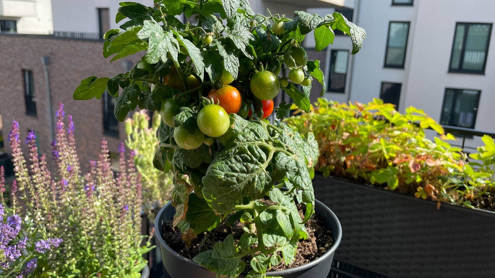 5 of the Best Plants for Balcony Gardens