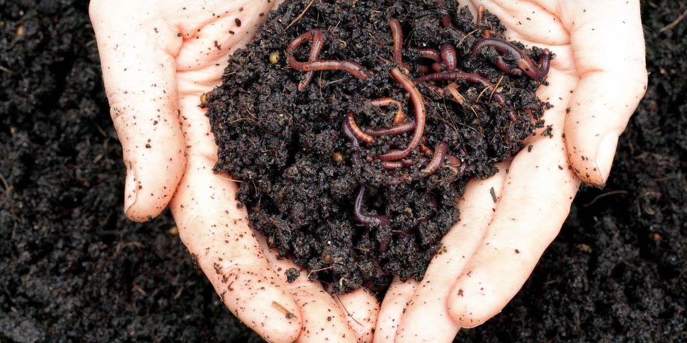 Worm Farming 101: Boost Soil Health and Reduce Waste