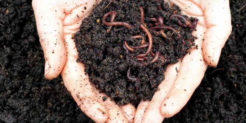 Worm Farming 101: Boost Soil Health and Reduce Waste