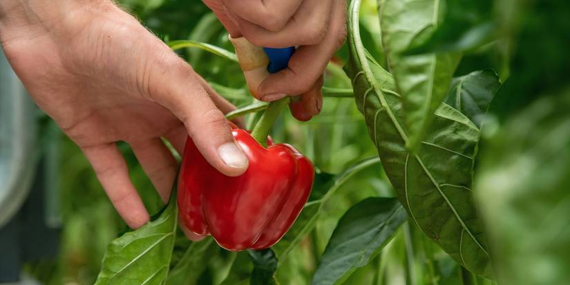 Explore the Five Hottest Peppers and How to Grow Them