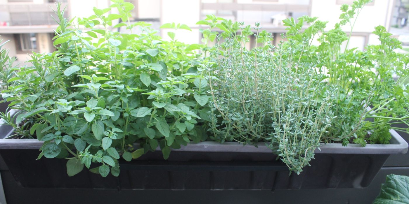 A Beginner’s Guide to Growing Plants in Railing Planters