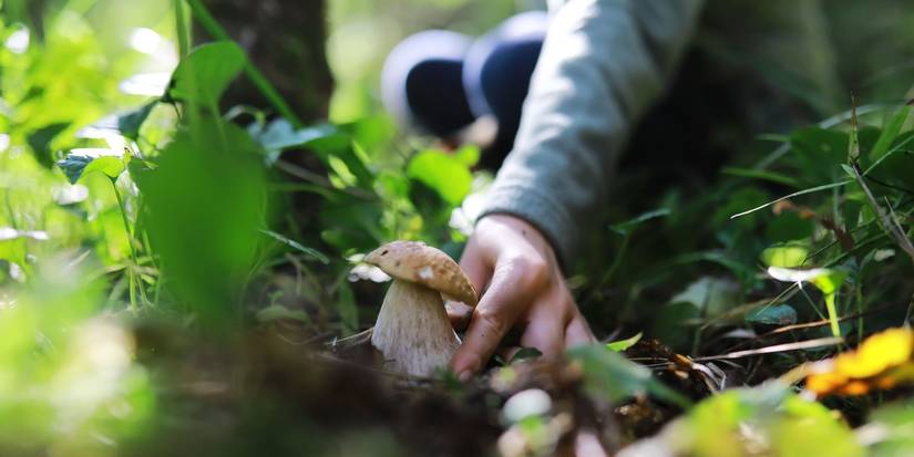How to Go on a Foraging Walk in Your City and Find Fresh Food