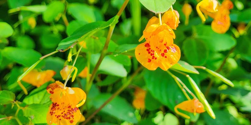 Jewelweed 