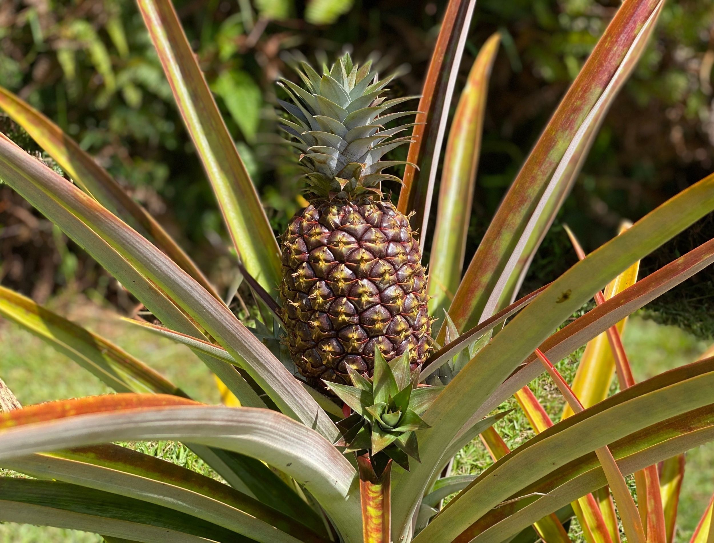 Why the Pineapple Plant's One-Time Fruit Makes It a Tropical Wonder