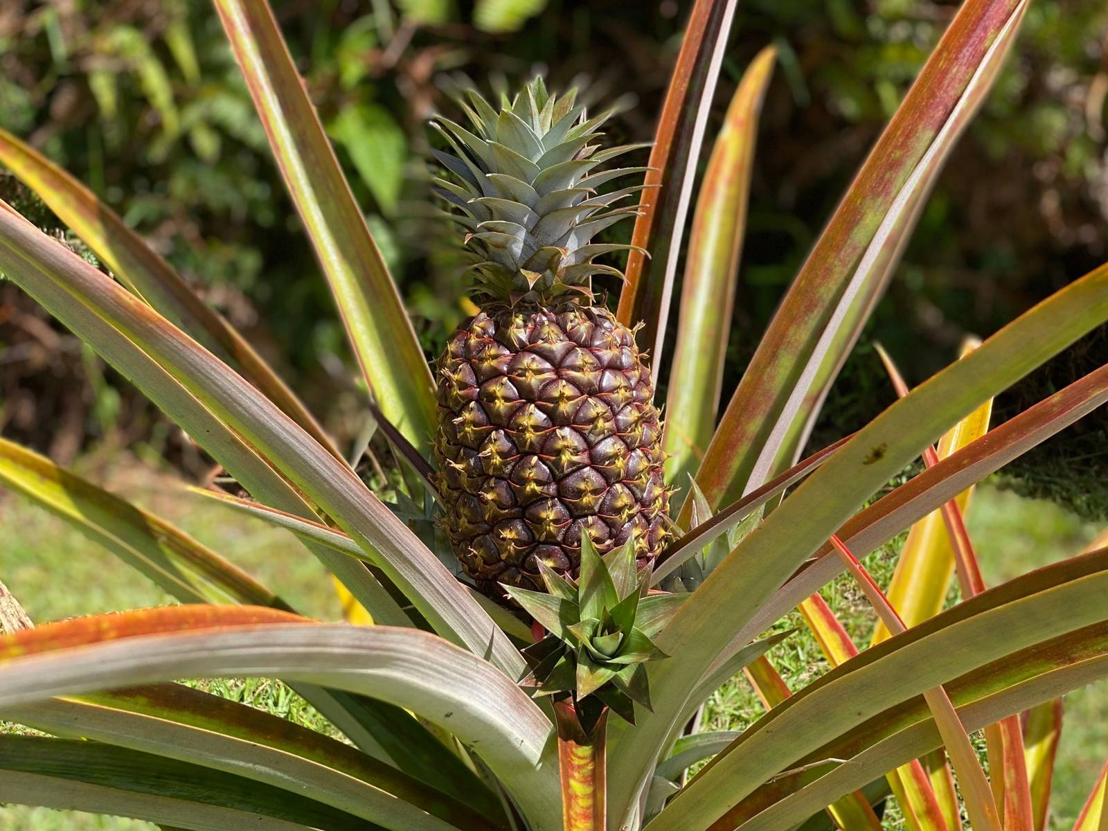 Why the Pineapple Plant's One-Time Fruit Makes It a Tropical Wonder
