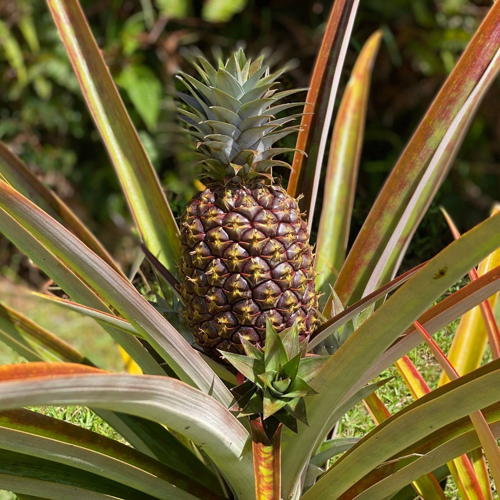 Why the Pineapple Plant's One-Time Fruit Makes It a Tropical Wonder
