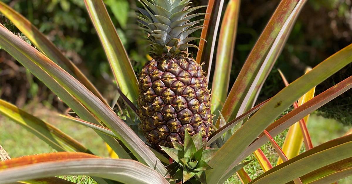 Why the Pineapple Plant's One-Time Fruit Makes It a Tropical Wonder