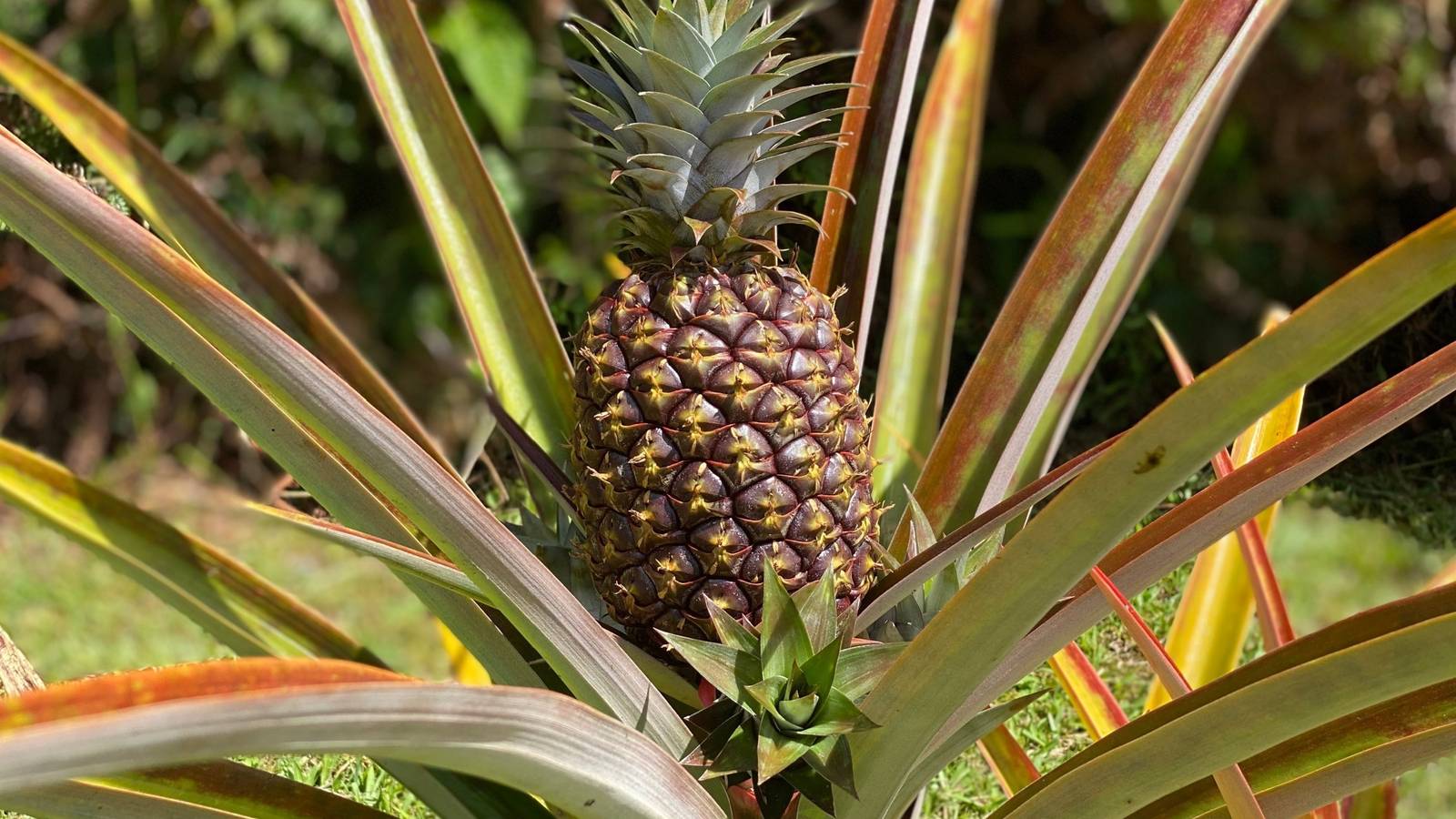 Why the Pineapple Plant's One-Time Fruit Makes It a Tropical Wonder