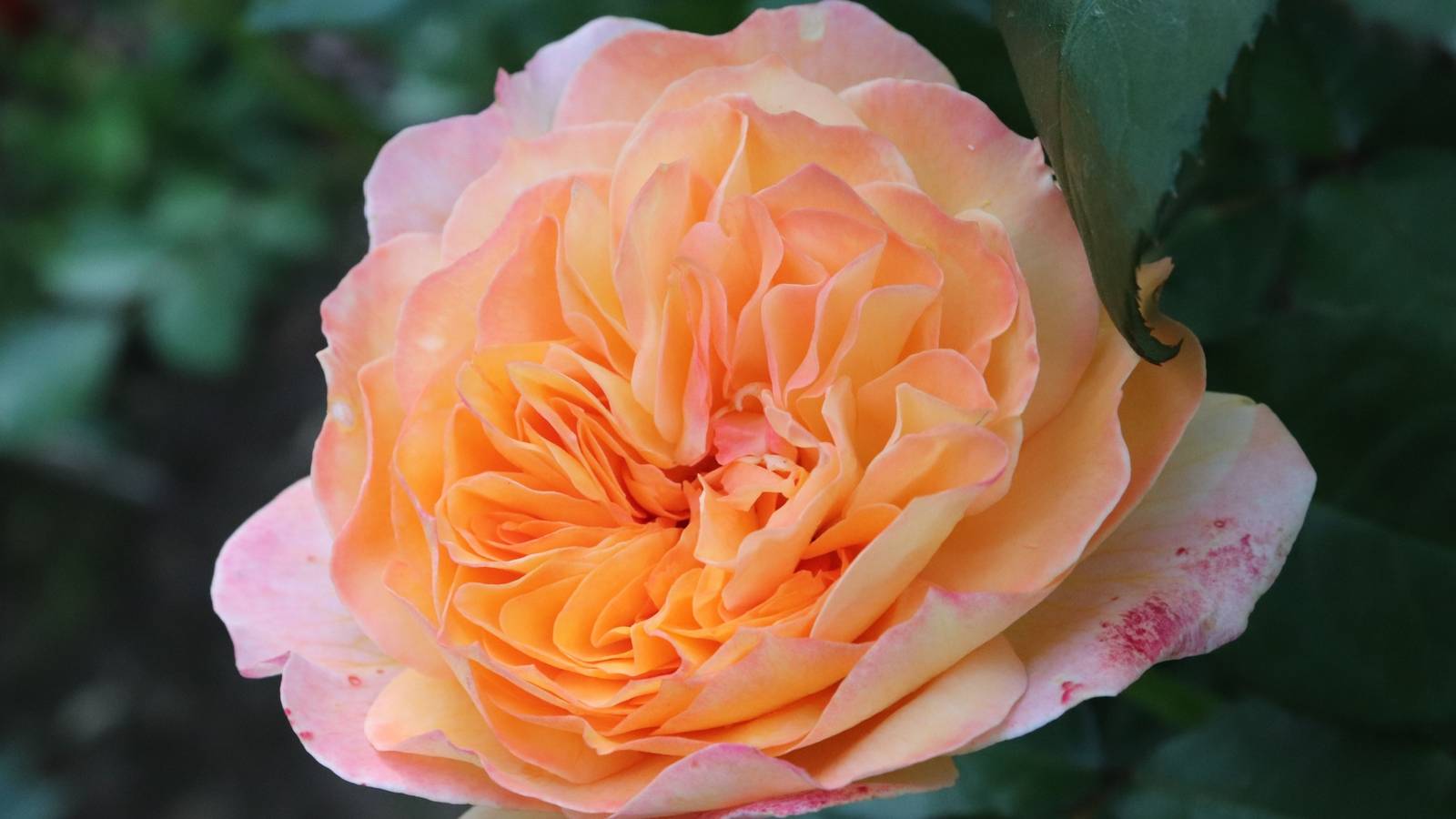 Hybrid Ruffled Roses Ruffled Romance: The Rose That Won America’s Heart