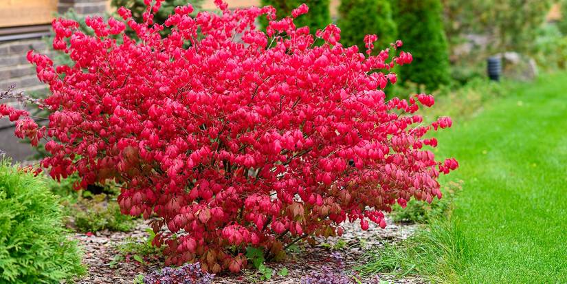 Pink euonymus shrub