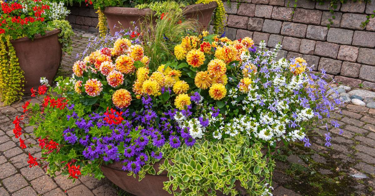 best potting soil for marijuanas plants outdoor Gardenera Premium Organic Potting Soil Blend for Autoflower Plants - The Ultimate Mix for Healthy, Vibrant, and High-Yield Crops