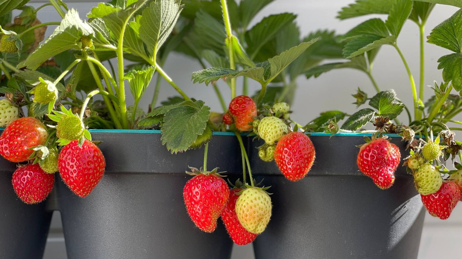 Container Gardening: The 6 Best Plants For Container Gardens