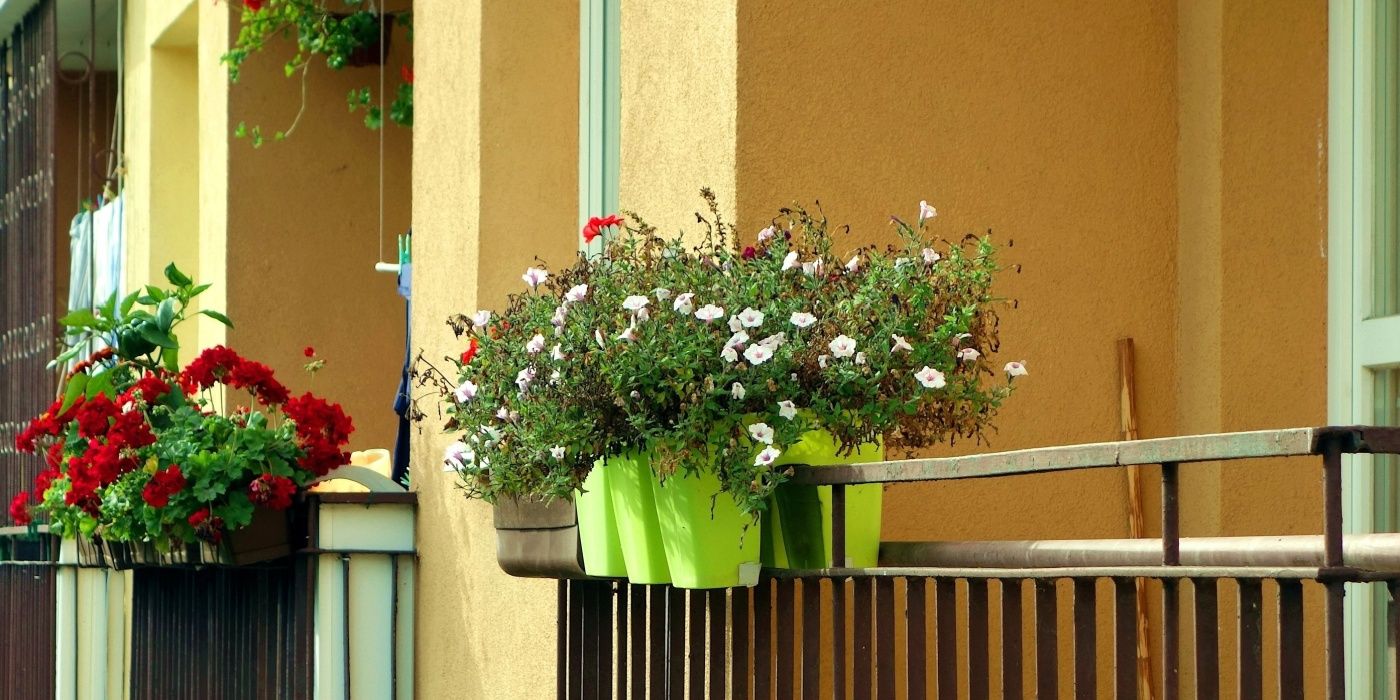 A Beginner's Guide to Growing Plants in Railing Planters