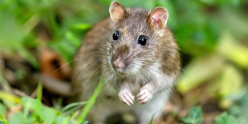 Five Signs of Rodents and How to Stop Them Fast