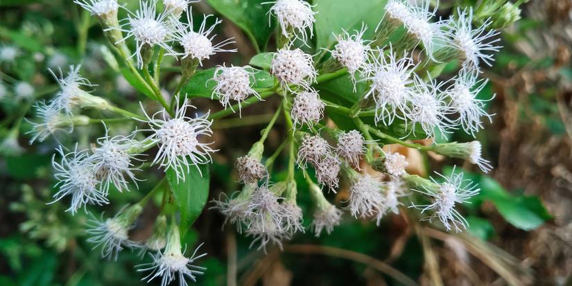 Siam weed